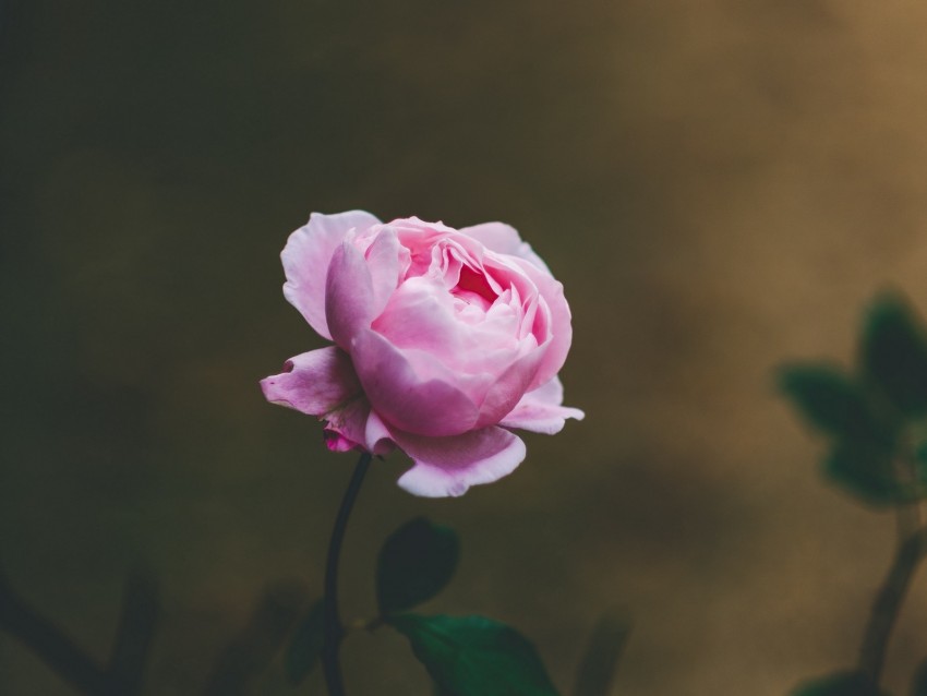 rose, flower, light pink, blooms, beautiful, gentle