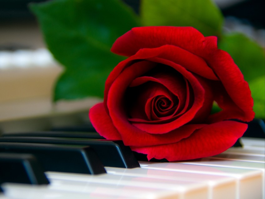 rose, flower, piano, keys, red