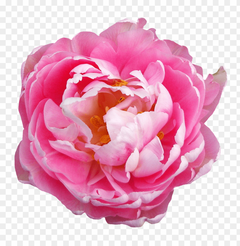 
rose
, 
flower
