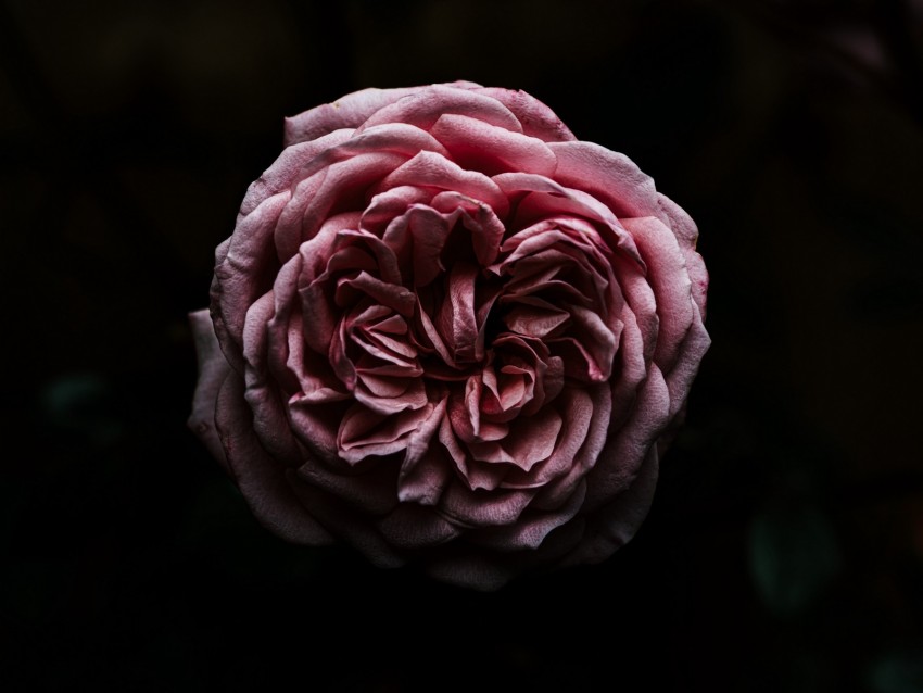 rose, flower, pink, dark, closeup