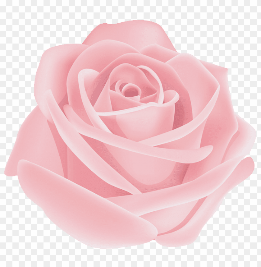 rose flower pink transparent