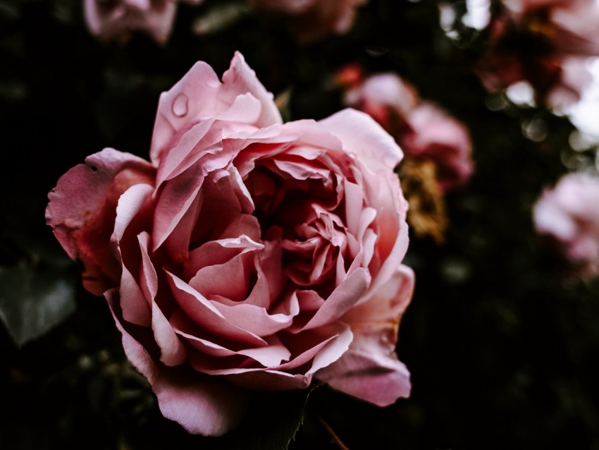 rose, flower, pink, wet, closeup