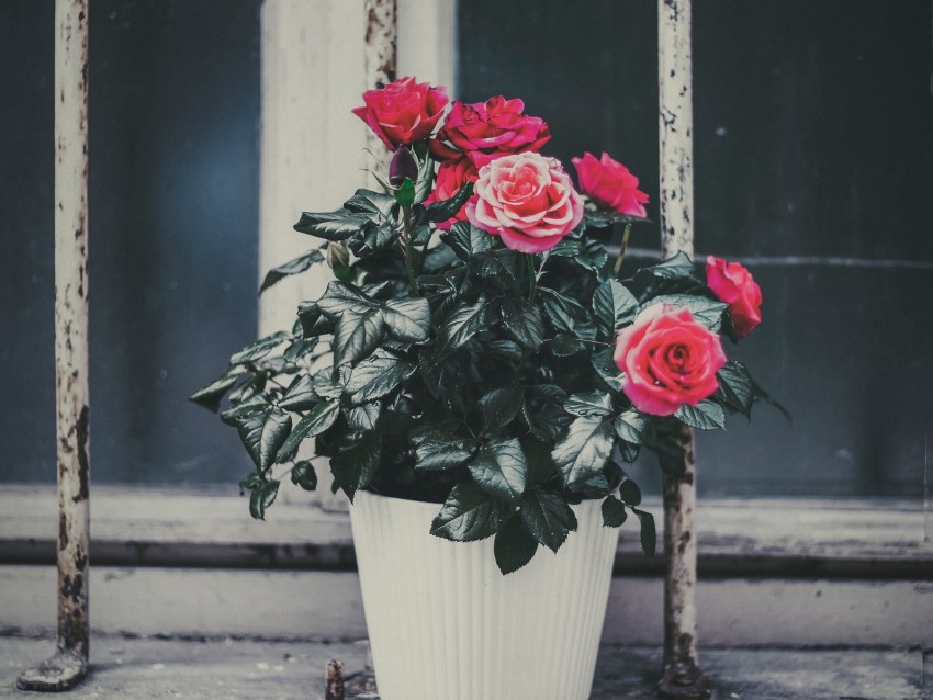 rose, flower, pot, pink, decorative, window sill