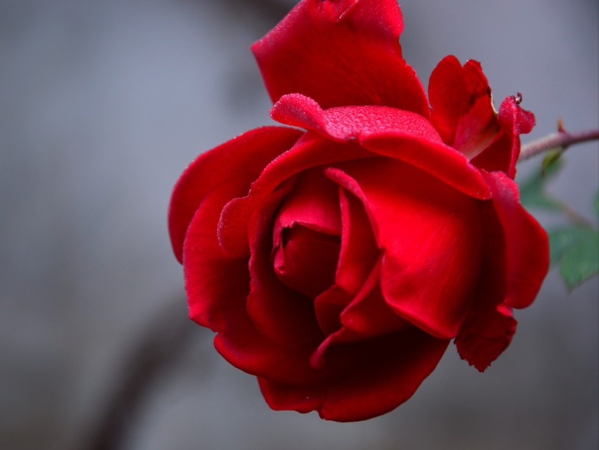 rose, flower, red, wet, drops, petals, closeup