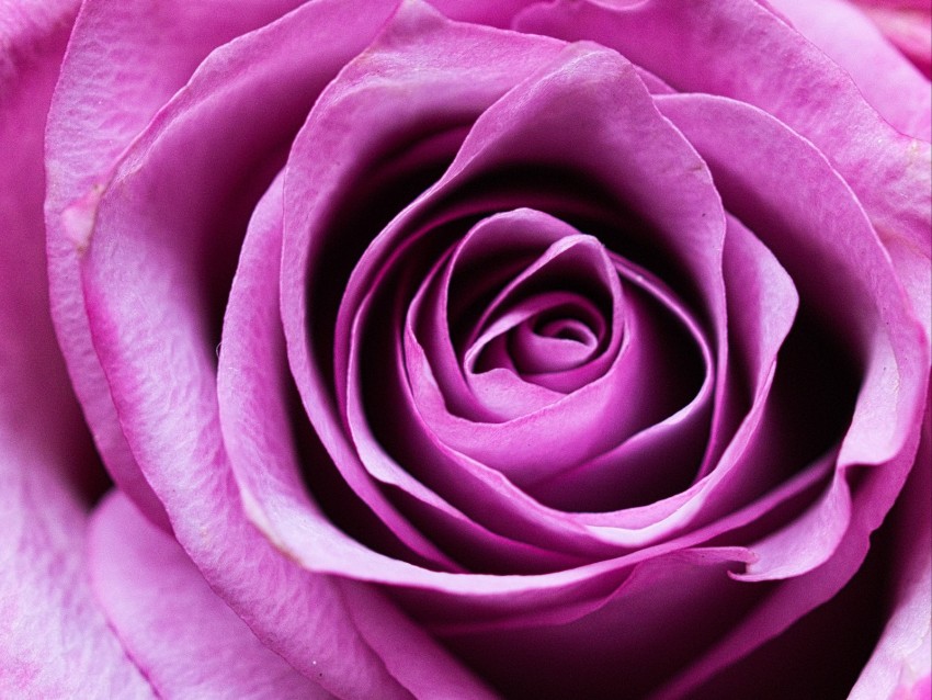 rose, flower, romance, closeup, pink, petals