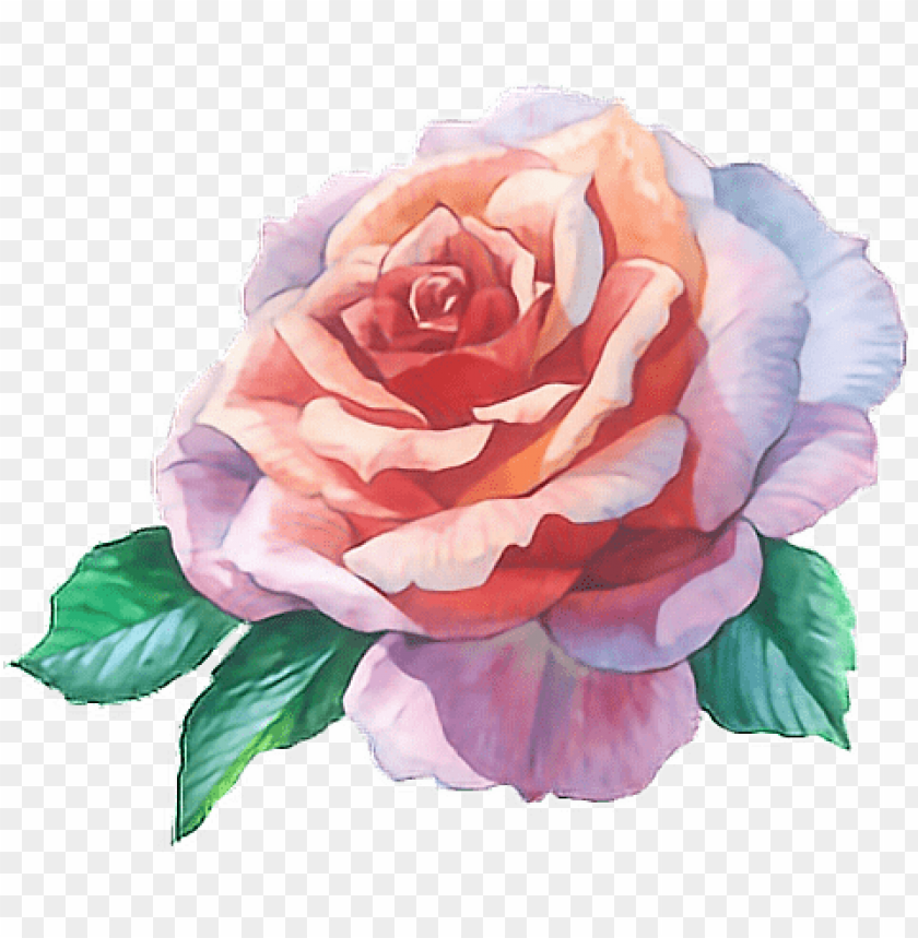 rose flower water color PNG transparent with Clear Background ID 81301