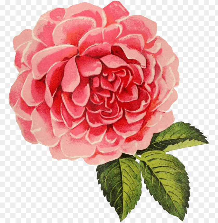 rose design, graphic design, rose border, rose tattoo, rose petals falling, red rose