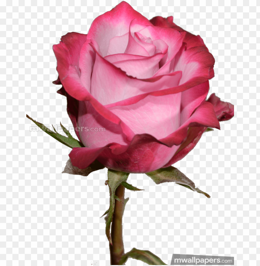 rose hd wallpapers 1080p PNG image with transparent background | TOPpng