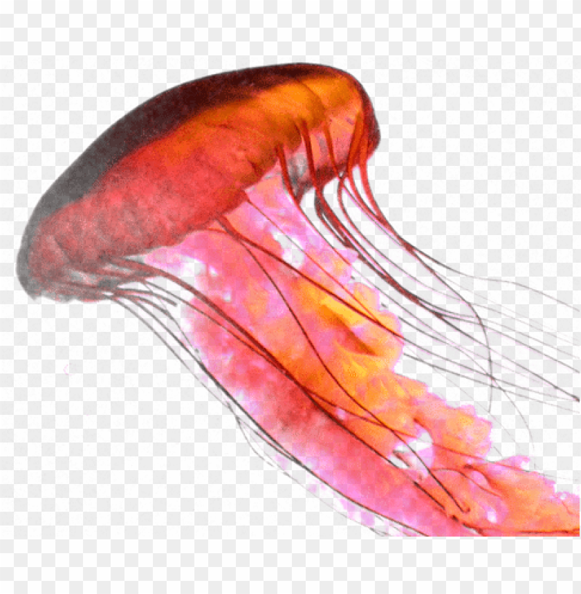 animals, jellyfish, rose jellyfish, 