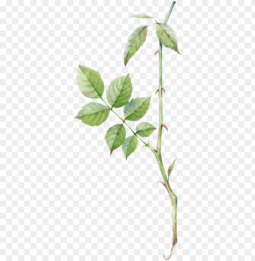 rose leaf PNG transparent with Clear Background ID 81341