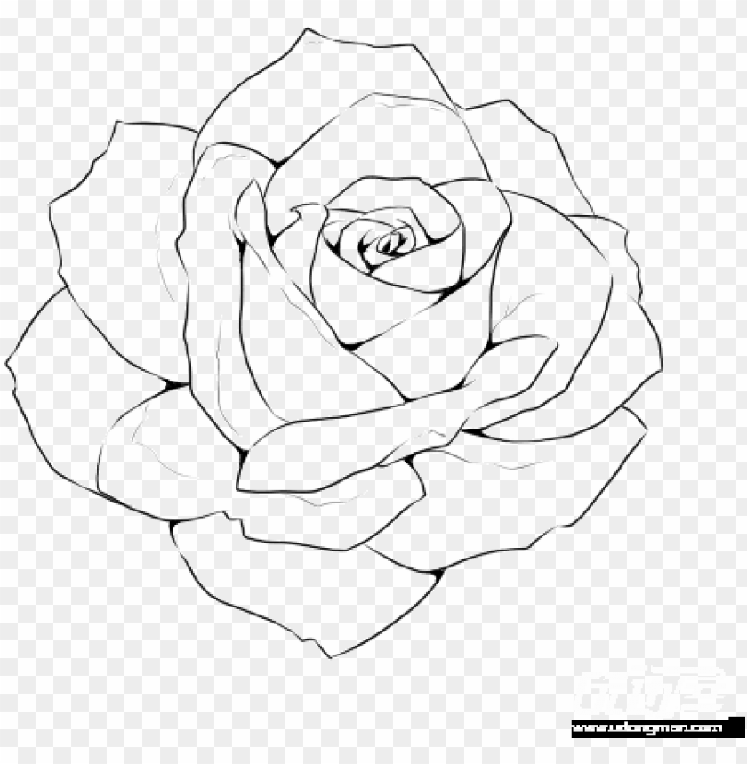 rose line drawing template realistic rose outline drawi PNG transparent with Clear Background ID 176837