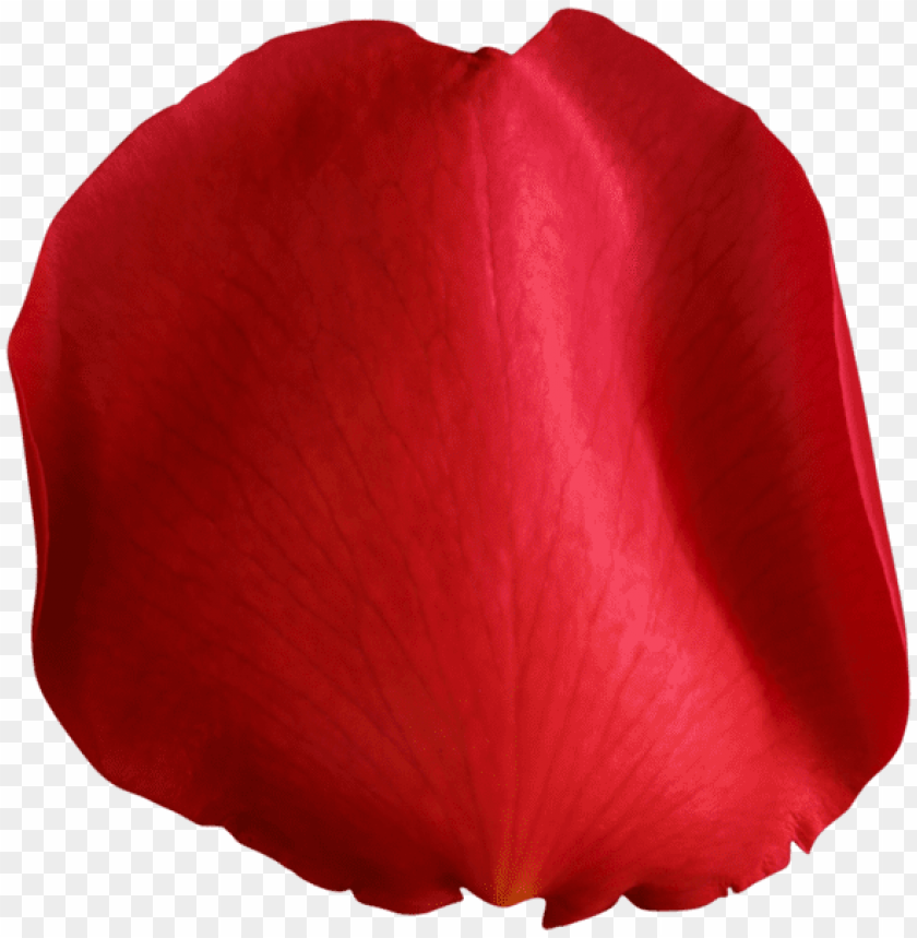 rose petal red