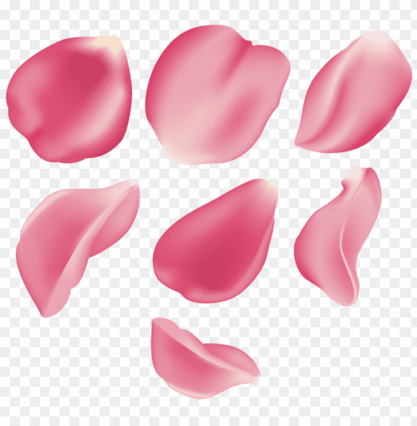 rose petal set pink transparent