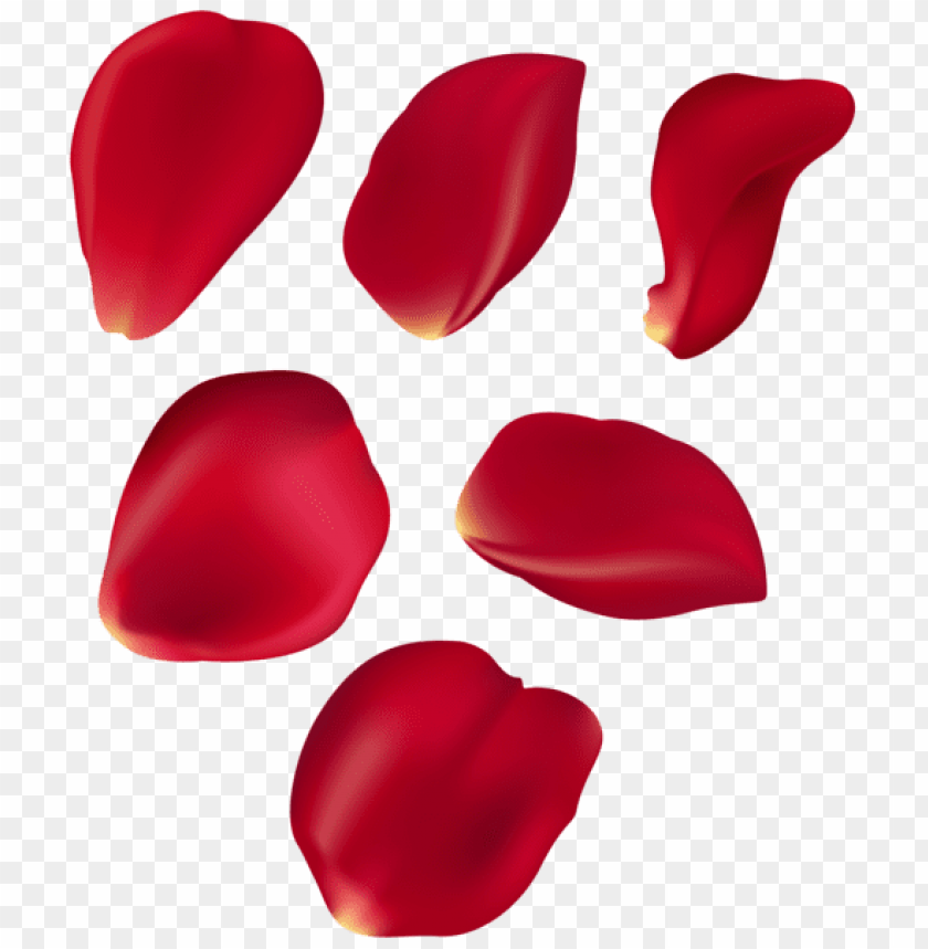 PNG Image Of Rose Petal Set Red Transparent With A Clear Background ...