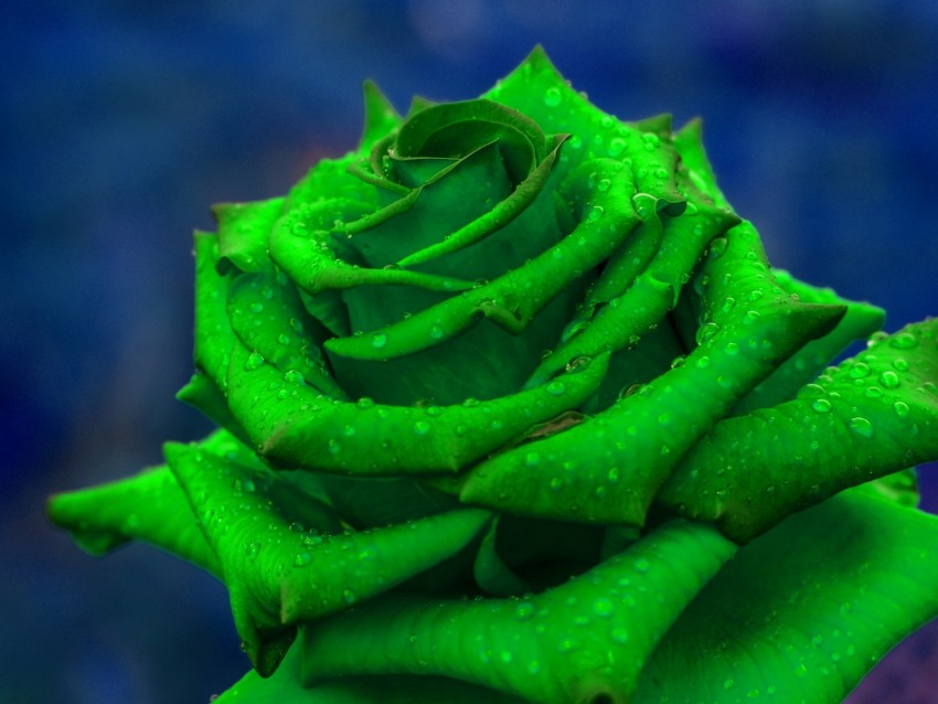 rose, petals, green, closeup