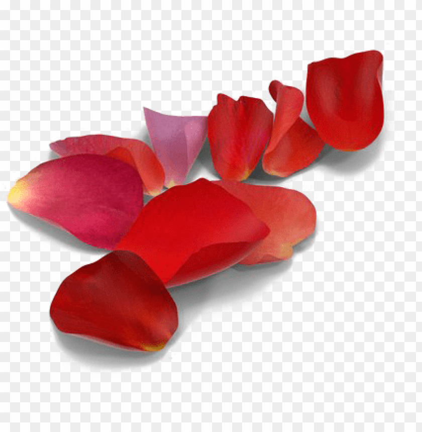 flower, petals, template, rose petal, photo, flower petal, design