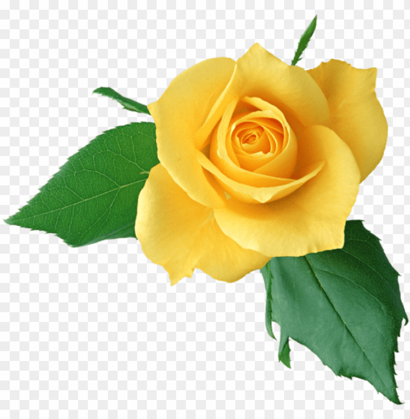 single yellow rose images