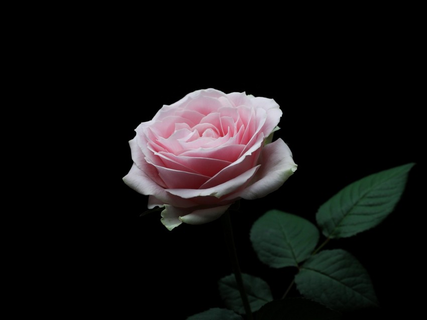 rose, pink, bud, flower, petals