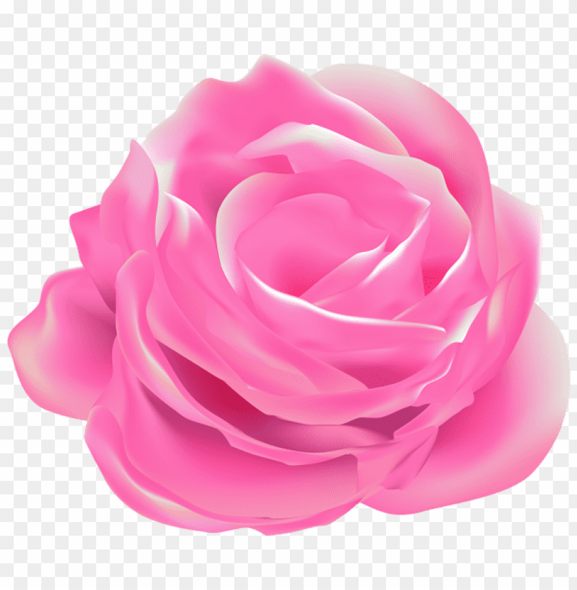 rose pink decorative transparent