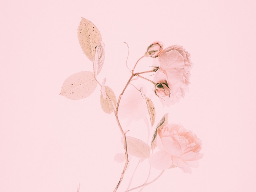 rose, pink, flower, branch, minimalism