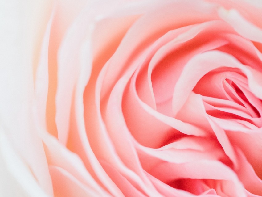 rose, pink, flower, petals, closeup
