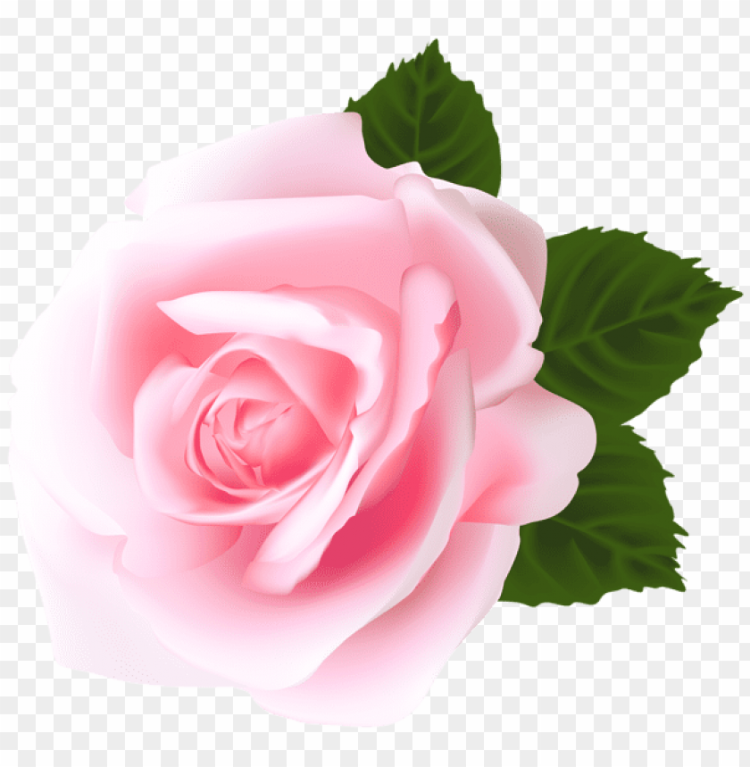 rose pink png