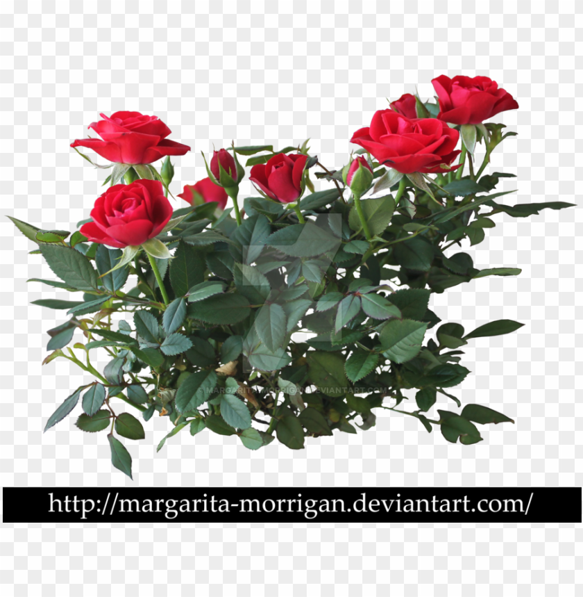 rose png rose flower plant PNG transparent with Clear Background ID 181529