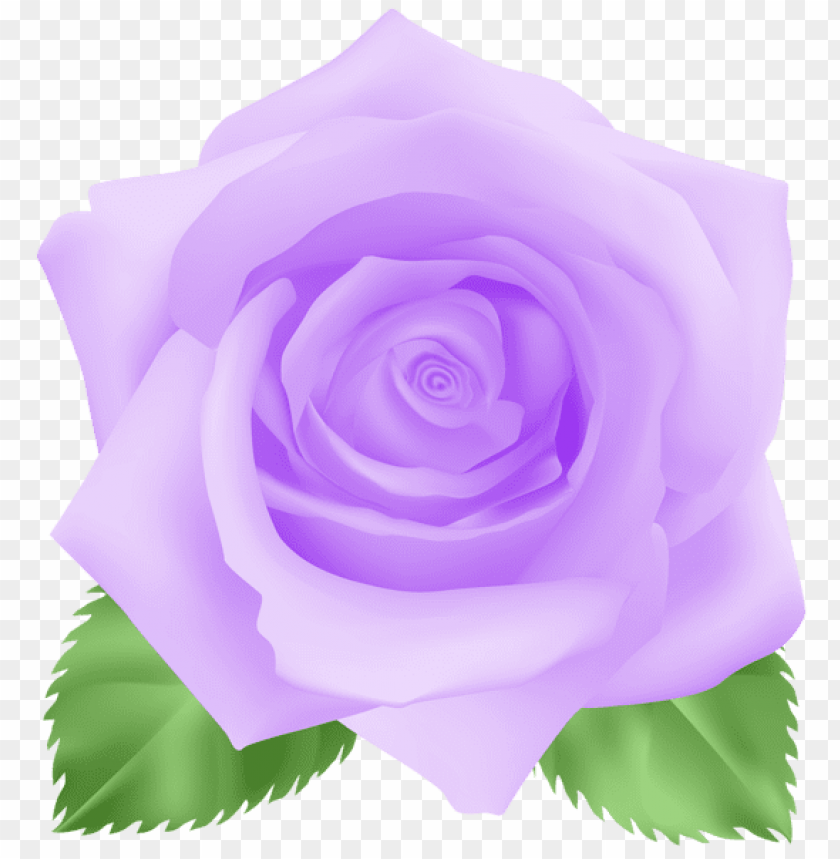 rose purple