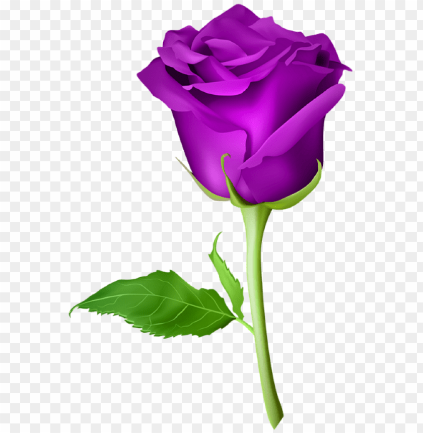 rose purple transparent