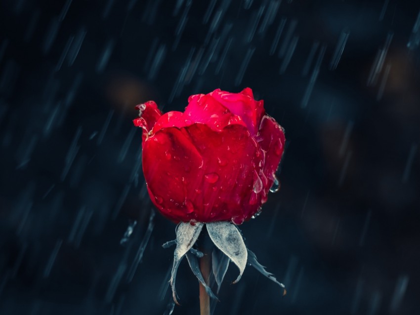 rose, rain, drops, moisture, red