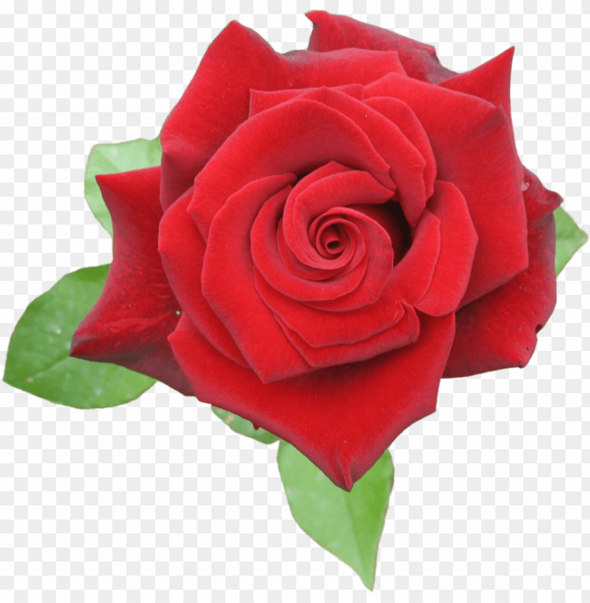 rose border, rose tattoo, rose petals falling, red rose, black and white rose, rose drawing