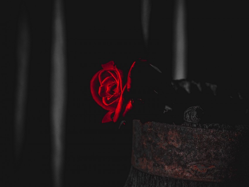 rose, red, black, contrast, flower
