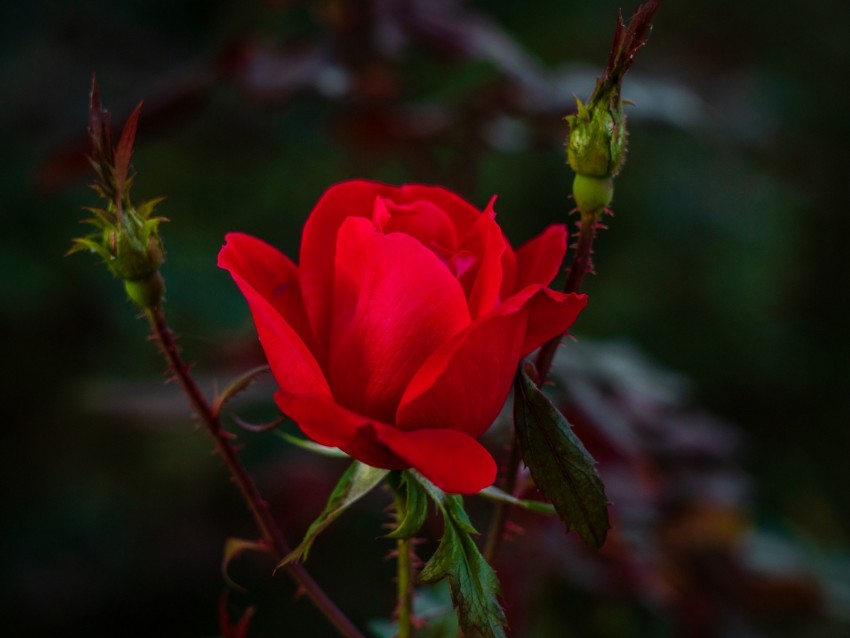 rose, red, bud, bush, garden, petals