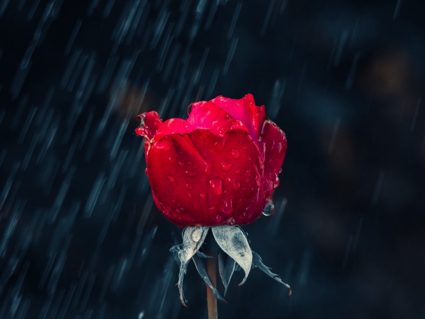 Rose Red Bud Drops Rain Moisture Png - Free PNG Images