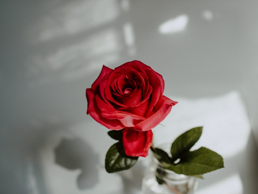 rose, red, flower, closeup