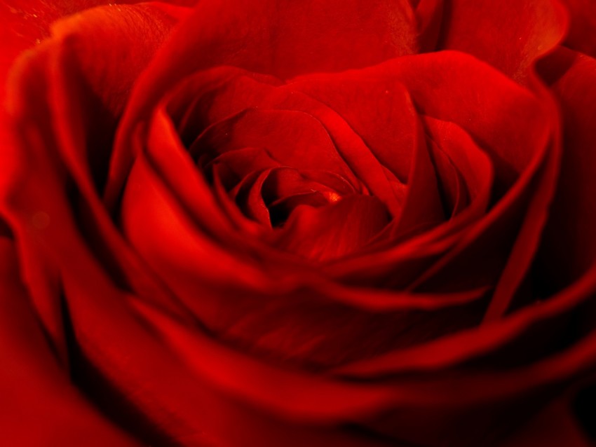 rose, red, petals, bud, flower