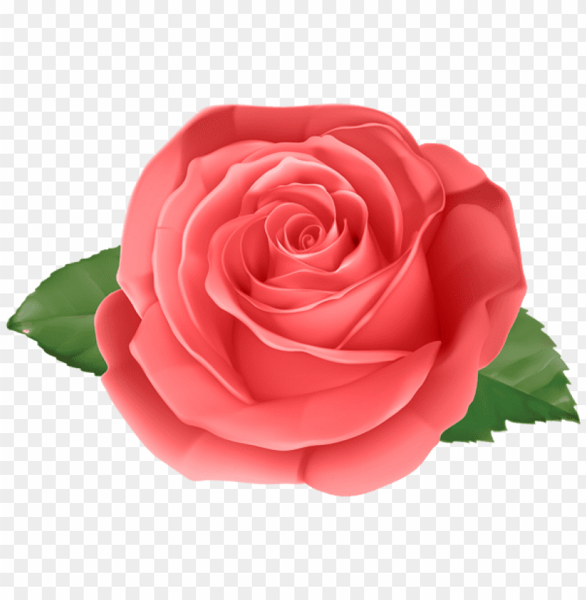 rose red transparent