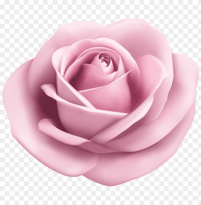 rose soft pink transparent