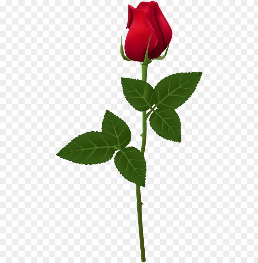 rose transparent PNG image with transparent background | TOPpng