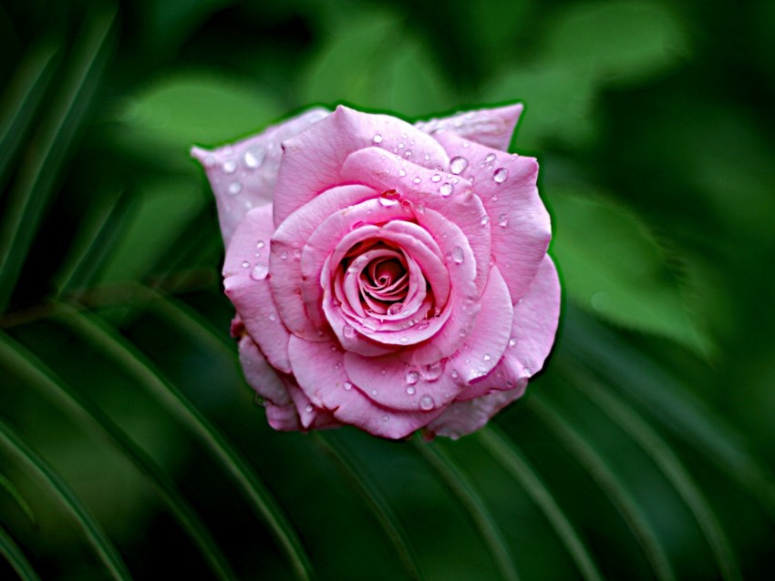 rose, wet, bloom, drops, dew, leaves, pink