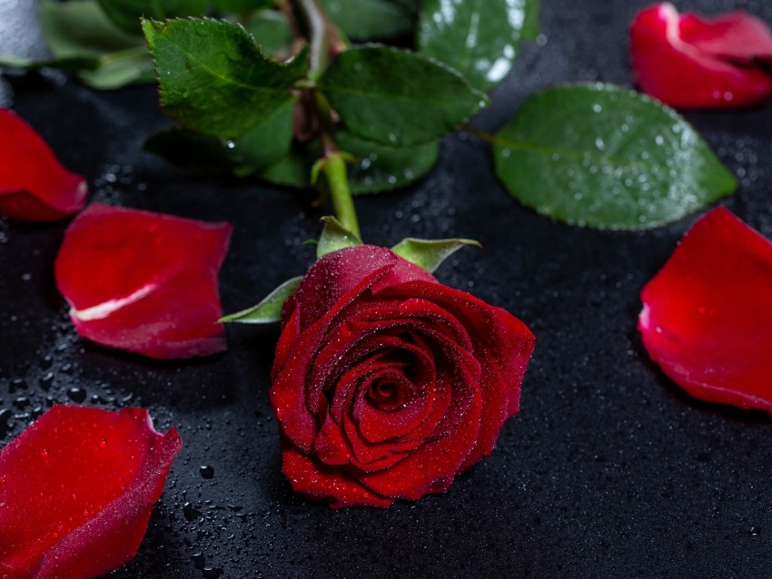 rose, wet, petals, flower, drops, surface