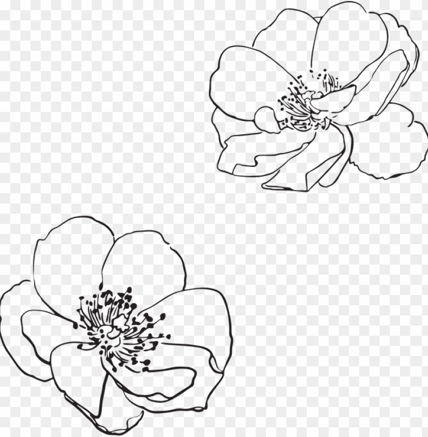 Ro E, Wild, Flower, Flower , Pictured, Vector,  Pring - Apple Blo Om Flower Outline PNG Image With Transparent Background