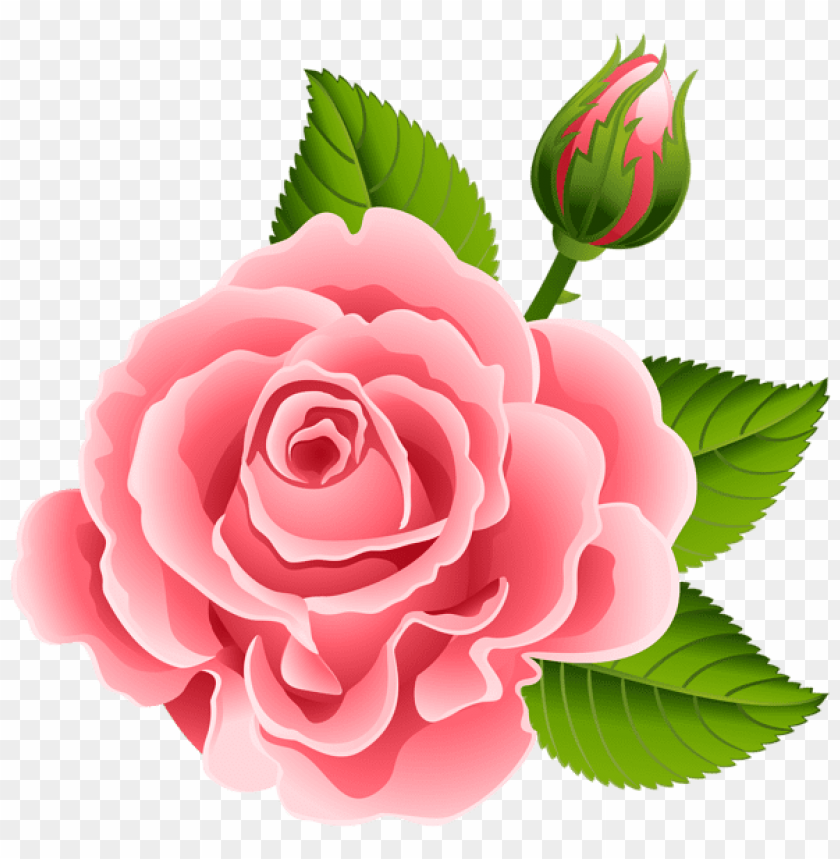 rose with rose bud