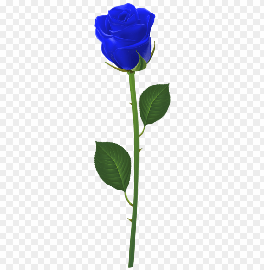 rose with stem blue png