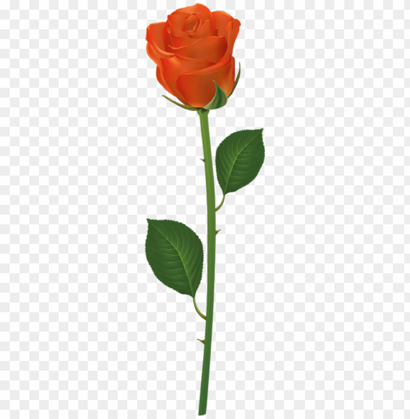 rose with stem orange png
