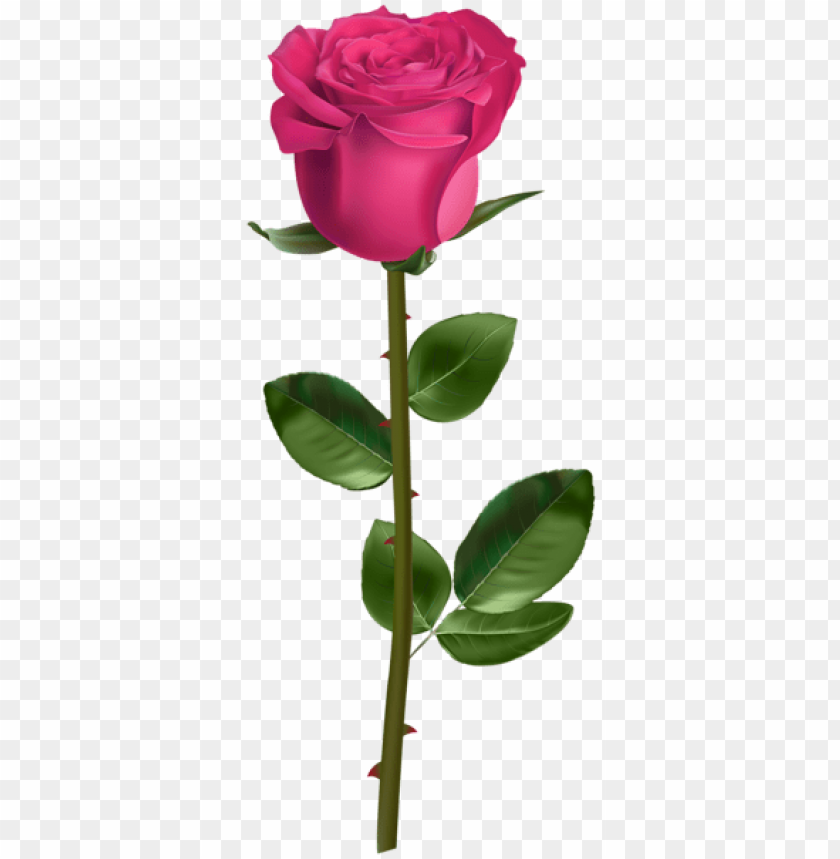 rose with stem pink