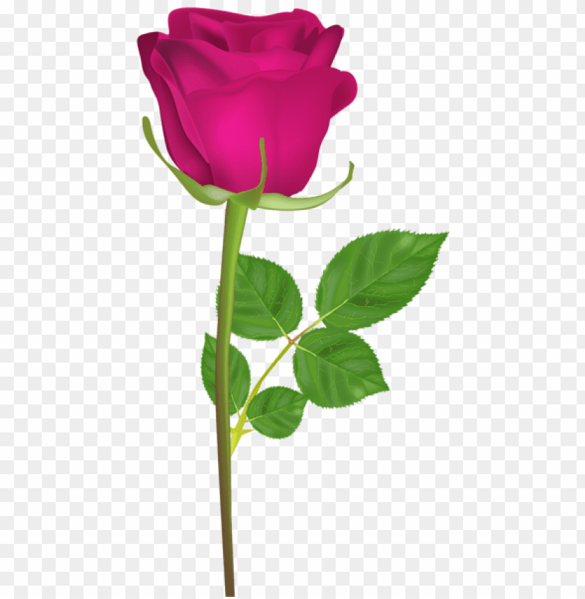 rose with stem pink