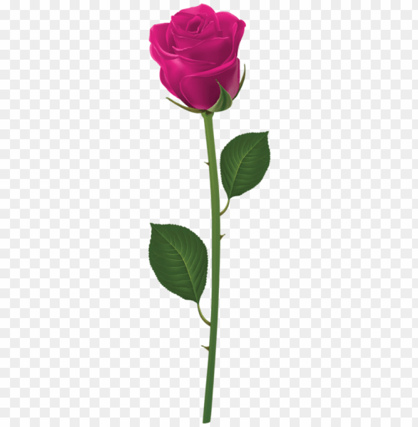 rose with stem pink png