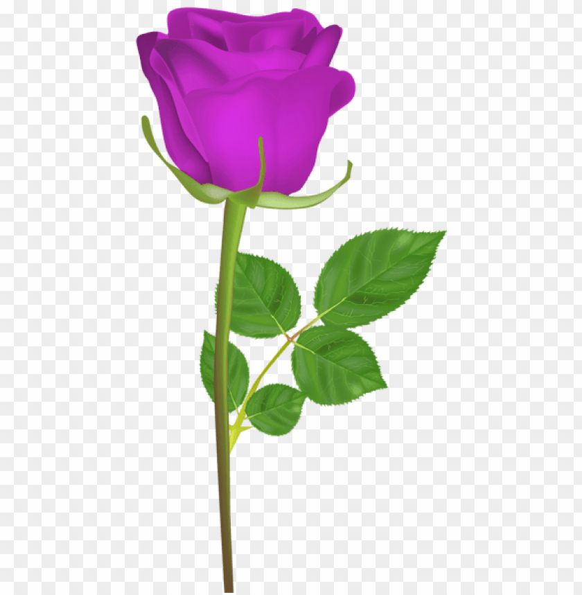 rose with stem purple