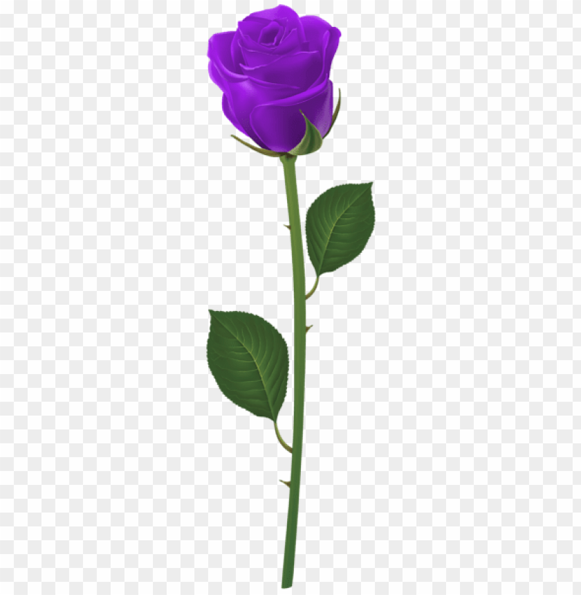 rose with stem purple png